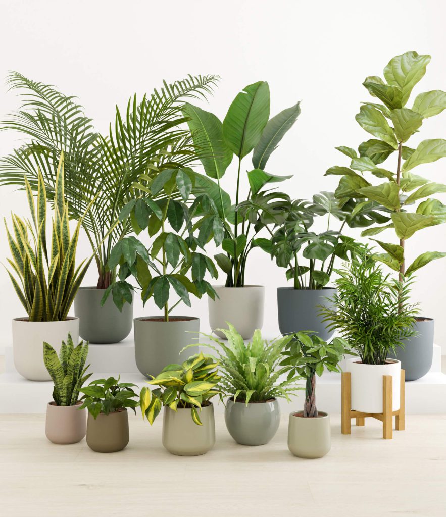 3D Interior Visualization of Potted Plants – High-Quality 3D Rendering