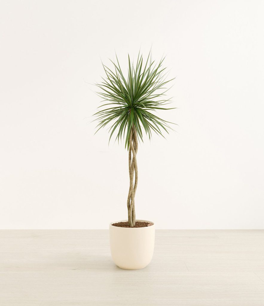 3D Plant Model for Interior Visualization