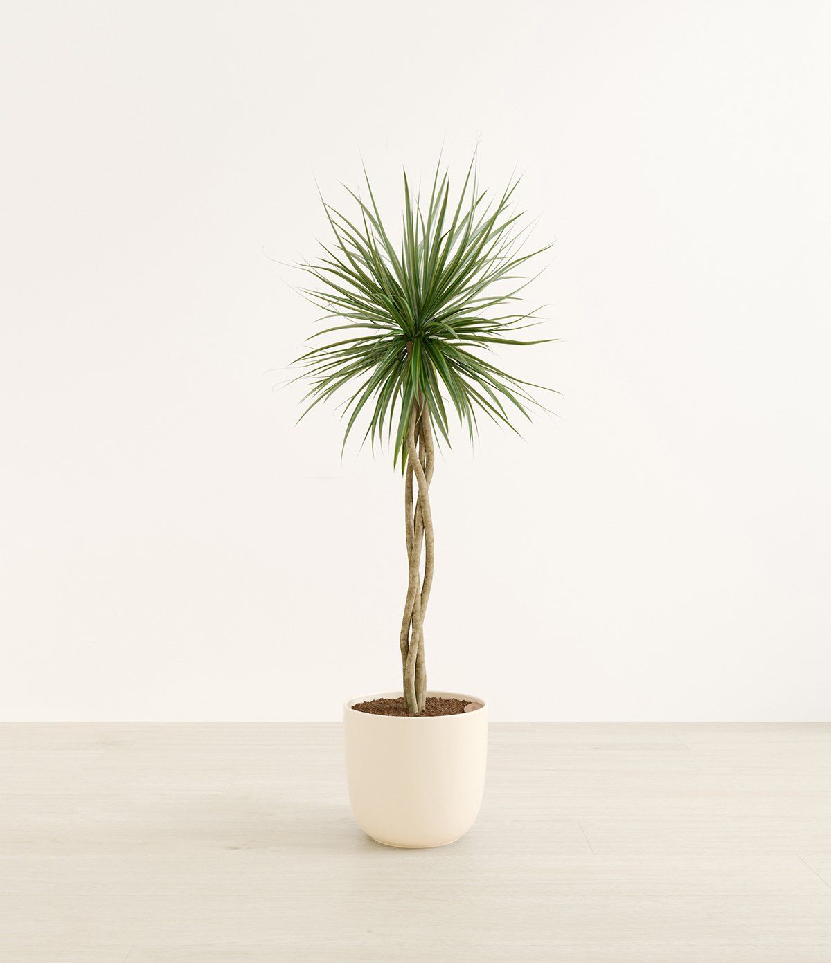 360 product photography services preview: potted indoor plant on a neutral studio background